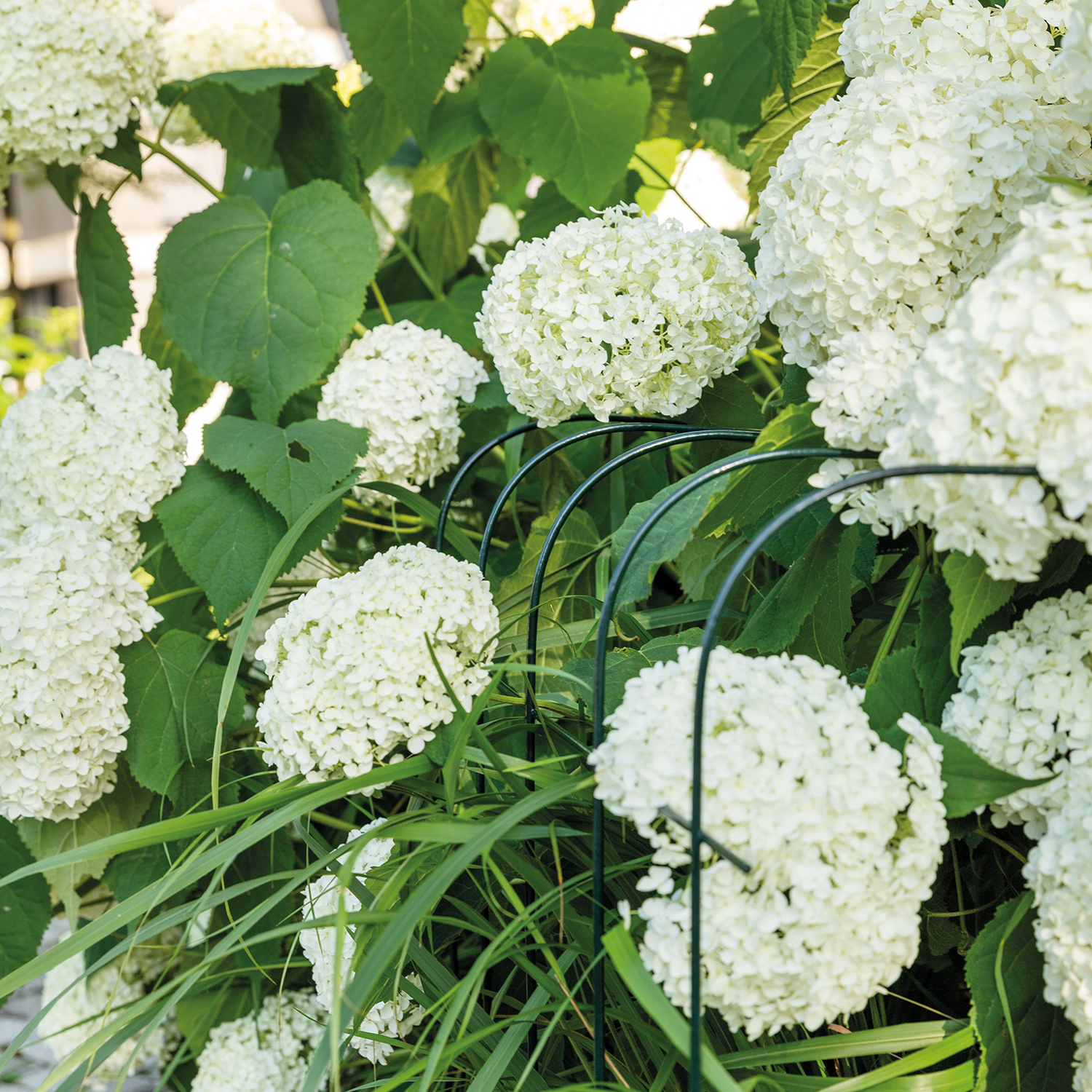 Annabelle hydrangea support 75 (set of 2)